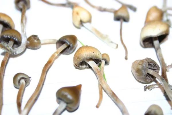 Liberty caps mushrooms