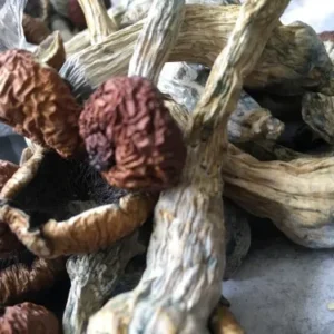 Buy Golden Teacher mushrooms Online